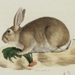 Histoire naturelle des mammifères, t. II, 1819
