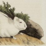 Histoire naturelle des mammifères, t. II, 1819