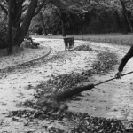 L'Automne : la chute des feuilles, 1936