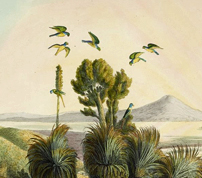 Vues et paysages des régions équinoxiales, Louis Choris, 1826<br>============================ 
