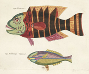 Poissons, écrevisses et crabes de diverses couleurs, Louis Renard, 1719.<br>============================
